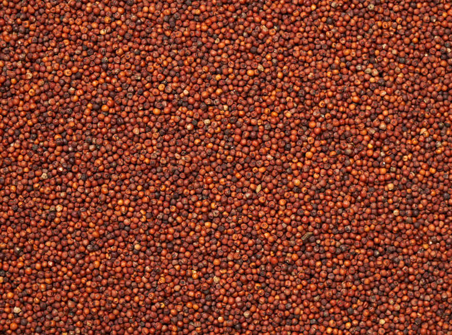 Finger Millet Ragi - India Origin